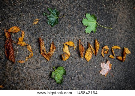 word business lined with fallen leaves on wet asphalt