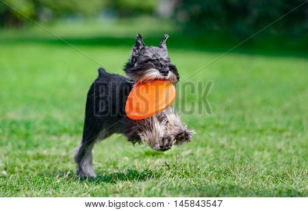 miniature schnauzer runs with frisby disk on a summer field