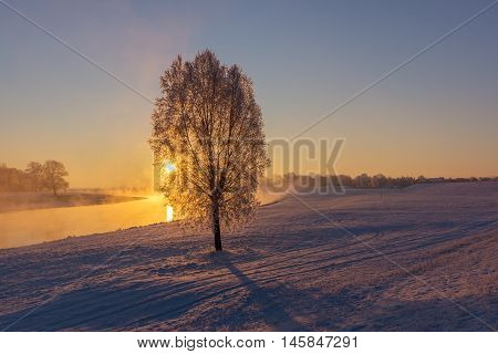 Fog at the Elbe river near Torgau during a winter sunrise. Focus on tree
