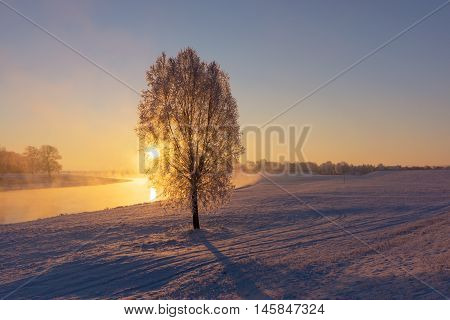 Fog at the Elbe river near Torgau during a winter sunrise. Focus on tree