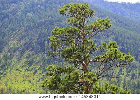 Pine on a background of mountainous terrain