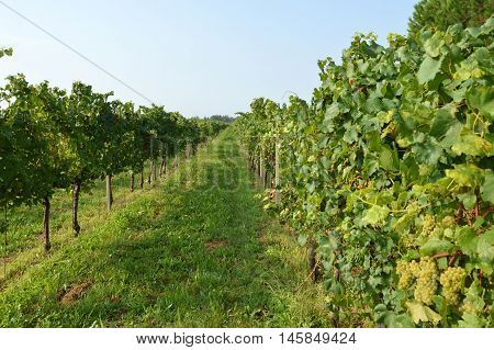 Bunches of grapes in a vineyard in the Brescia before the harvest