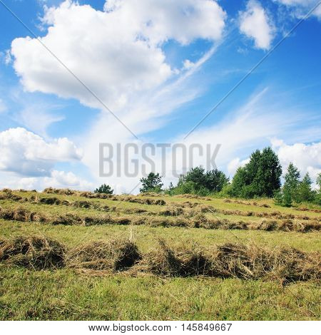 Hay Cleaning. Kenozersky National Park. Russia.