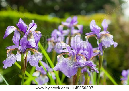 Purple Flowers In Sunshine With Water Droplets