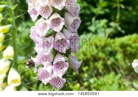 Foxglove Flowers With Close Up Of Purple Petals