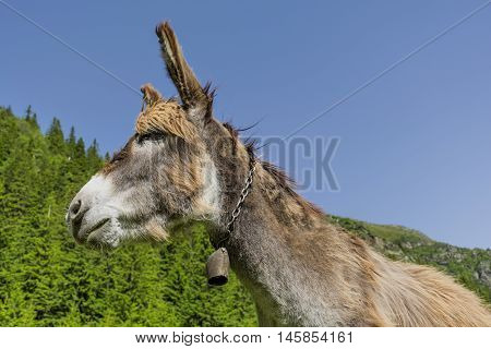 Funny brown donkey portrait near the mountains pineforest