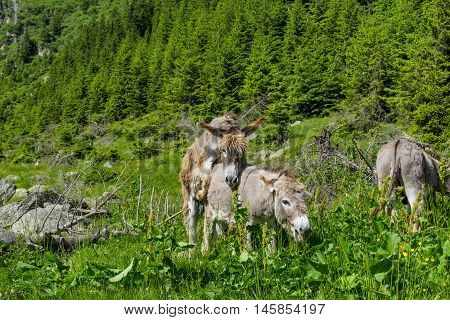 Lovely colored donkeys mating in the mountains