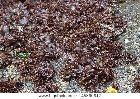 Seaweed from the coastline in the Faroe Islands