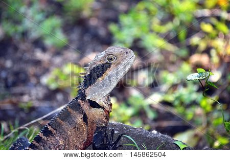 Australian Eastern Water Dragon (Itellagama lesueurii) in Sydney bushland, Royal National Park, Australia