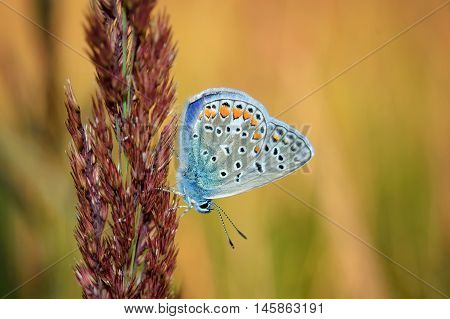 Polyommatus Bellargus, Adonis Blue, Is A Butterfly In The Family Lycaenidae. Beautiful Butterfly Sit