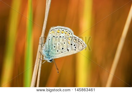 Polyommatus Bellargus, Adonis Blue, Is A Butterfly In The Family Lycaenidae. Beautiful Butterfly Sit