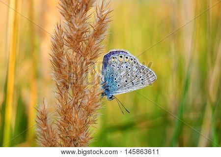 Polyommatus Bellargus, Adonis Blue, Is A Butterfly In The Family Lycaenidae. Beautiful Butterfly Sit