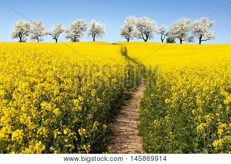Rapeseed field with parhway and alley of flowering cherry trees - Brassica Napus - plant for green energy and oil industry