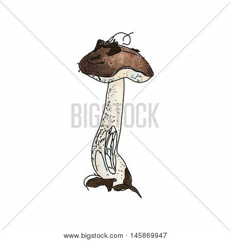Vector illustration of Leccinum brown cup boletus on white