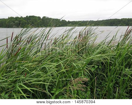 Bull Rushes On Lakeside