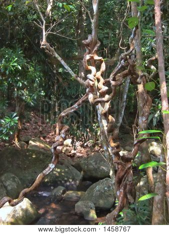 Strange viidakossa Tree Patern, Malesia Tioman Island