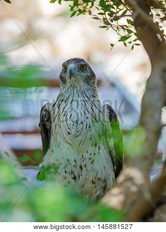 Long-legged Buzzard Is Sitting On A Tree