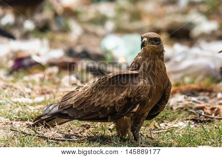 Black kite standing and staring. Birds of prey