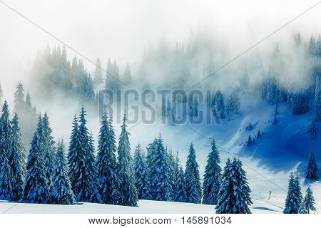 Beautiful mountain snowy landscape and snow covered trees