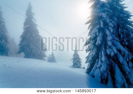 Beautiful mountain snowy landscape and snow covered trees