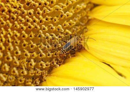 Orange and black Cucumber beetle on yellow sunflower stamin
