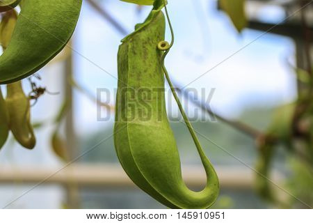Nepenthes alata is a tropical pitcher plant endemic to the Philippines. It is carnivorous and uses its nectar to attract insects that drown in the pitcher and are digested by the plant.