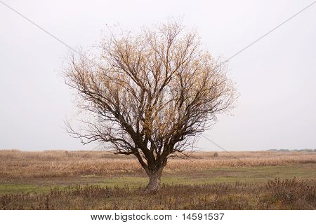 Árvore solitária no estepe