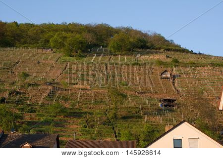 Green Blue Sky Outdoor Vineyard from Bottom Village Germany