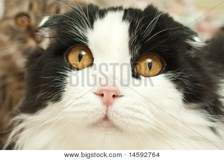 Closeup ของแมวตลก และน่ารักที่แยกต่างหาก