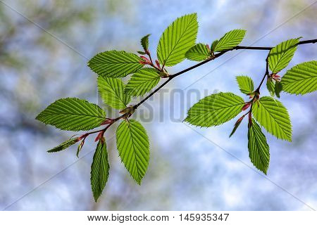 Branch with green leaves against the blue sky.
