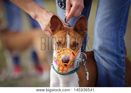 Portrait Of Basenji Dogs Muzzled For A Run