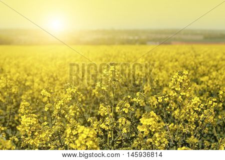 Field of yellow flowers winter cress and sunlight