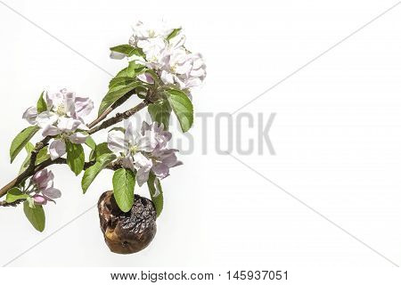 Withered apple amongst new blossom. The image is a symbolic of old age and coping with age-related diseases in a youthful world. Decay death and rejuvenation.