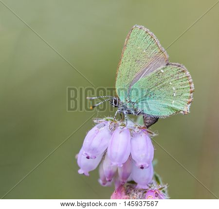 Green Hairstreak (callophrys Rubi) Butterfly With Green Camouflage Color
