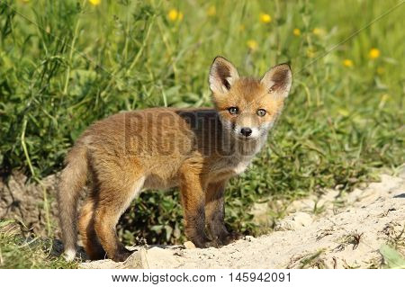cute red fox cub looking at the camera ( Vulpes ) image taken on wild animal near the den