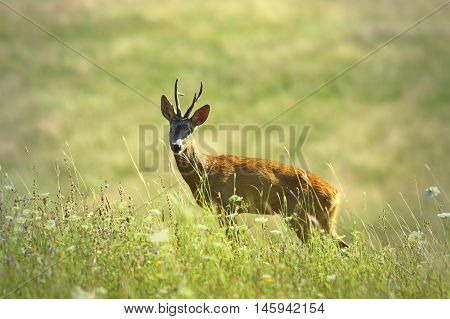 wild roebuck looking at camera ( Capreolus )