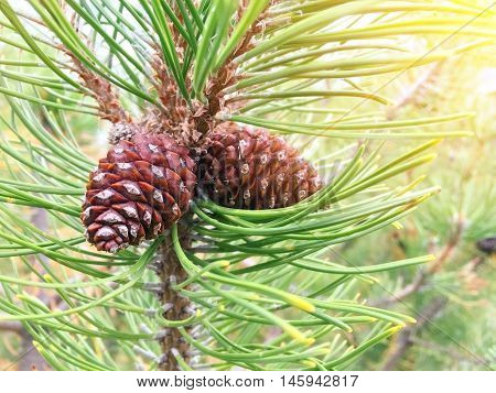 nature of Green fir cones Larix leptolepis
