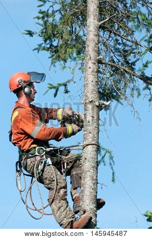 Quebec Canada - August 5 2016 : Professional lumberjack cutting tree on the top with a chainsaw in Quebec country Canada - serial pictures