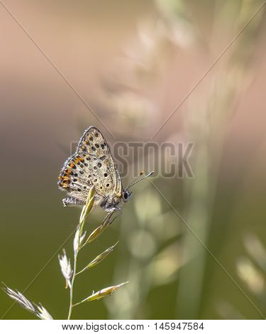Sooty Copper Butterfly Resting On Grass With Green And Pink Background
