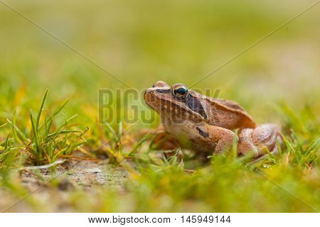 Vibrant Colored Agile Frog