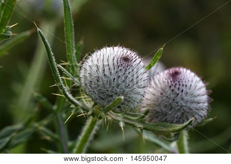 Blossom of the woolly thistle (Cirsium eriophorum)