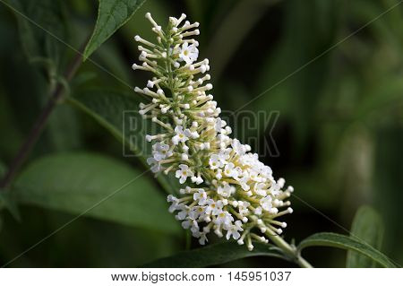 Flowers of a butterfly bush (Buddleja davidii)