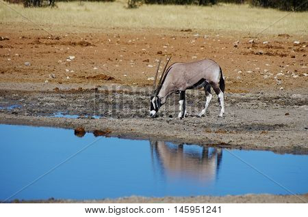 Wild Animals Of Africa: Gazelles