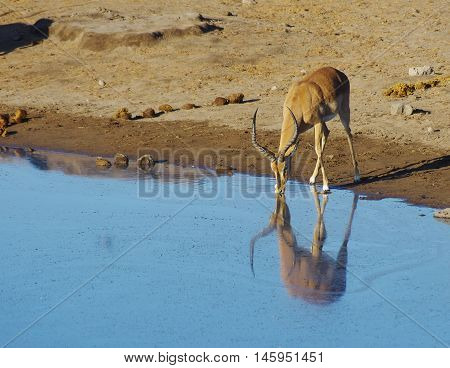Wild Animals Of Africa: Gazelles