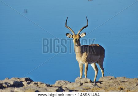 Wild Animals Of Africa: Gazelles