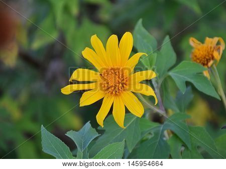 Mexican sunflower. Tree marigold blooming in garden with beautiful nature. grunge color. flower focus.