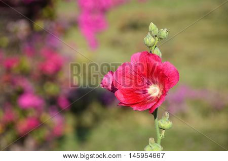Sun-hemp red flower in garden with beautiful nature.