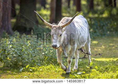 Hungarian Grey Cattle