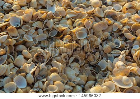 Shell beaches on the Sea of Azov. Karalar regional landscape park in the Crimea.