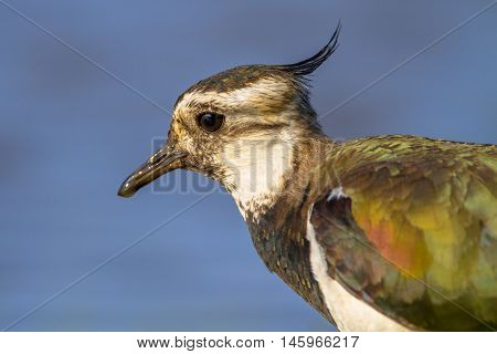 Head Close Up Northern Lapwing